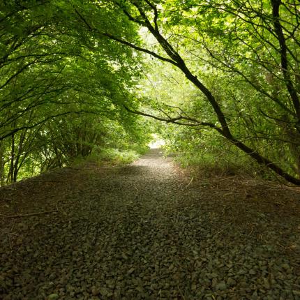 Chemin dans une forêt. Le sol est tapissé de feuilles mortes et les arbres forment un arche au dessus du chemin.